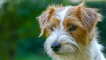 Jack Russell Terrier outdoors close up portrait