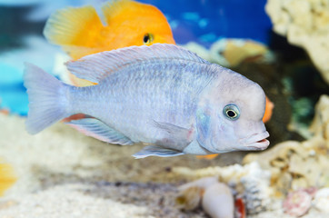 Beautiful blue fish swim in the aquarium. Selective focus