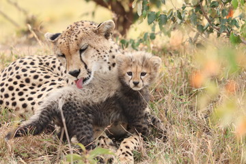 Fototapeta na wymiar Cheetah groominh her cub, Masai Mara National Park, Kenya.