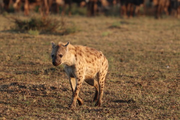 Spotted hyena walking, Masai Mara National Park, Kenya.