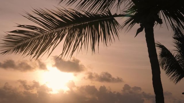 Silhouette of coconut palm trees on yellow sky background. Summer vacations. Sunset