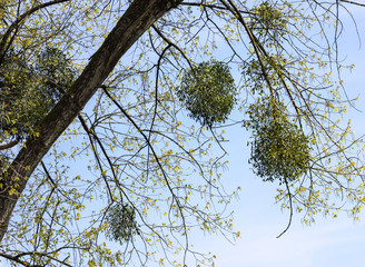 Spring, mistletoe in trees against blue sky. Baden Baden, Baden Württemberg, Germany