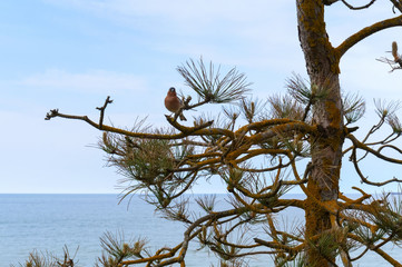 A bird with an orange breast on a spruce branch. Common Redstart.