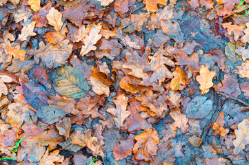 Fallen wet leaves. Autumn background leaves.