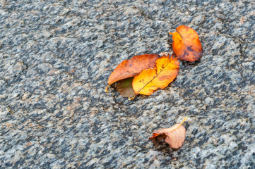 Autumn leaves on stone. Natural stone background.
