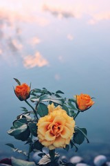 yellow roses on water