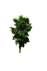 Fototapeta premium the brown tree with branch and green leaves on white background isolated