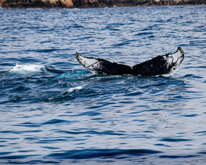 Fototapeta premium Whales