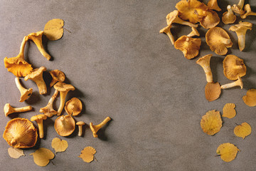 Obraz na płótnie Canvas Forest chanterelle mushrooms