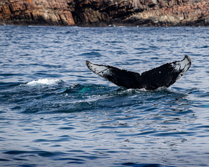 Obraz premium Whales