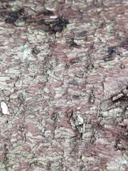 beautiful industrial background and texture of fir conifer bark