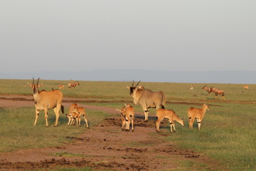 Eland family with babies, Masai Mara National Park, kenya.