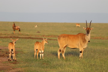 Naklejka na ściany i meble Eland with calves, Masai Mara National Park, Kenya.