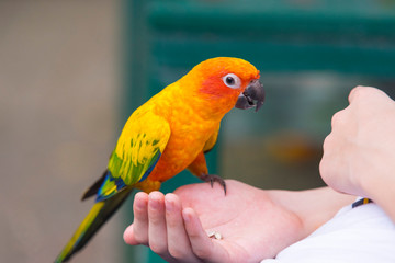 Beautiful Sun Conure Parrot bird