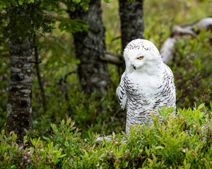 Fototapeta premium Snowy Owl