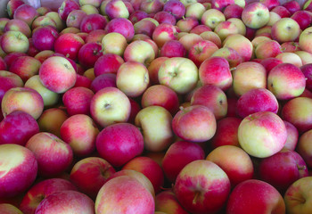 Fototapeta na wymiar apples at the market red organic fruits harvest