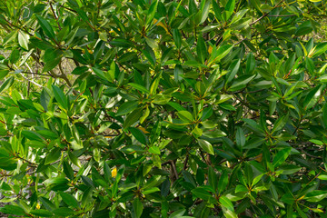 Aegiceras cornicalatum grow at mangrove forest.