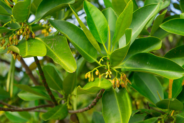 Aegiceras cornicalatum grow at mangrove forest.