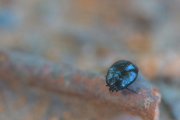 Little cute black bug  on a branch 