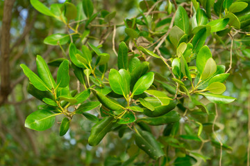 Obraz na płótnie Canvas Aegiceras cornicalatum grow at mangrove forest.
