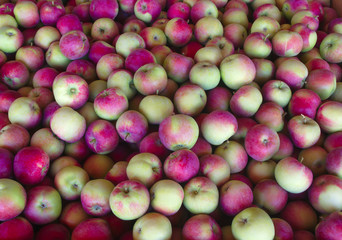 apples at the market red organic fruits harvest