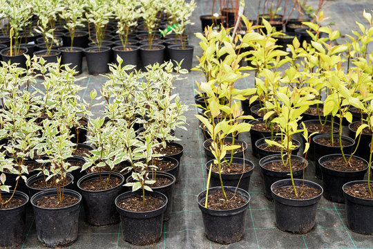 Cornus Alba Sibirica Variegata" Images  Browse 3 Stock Photos, Vectors,  and Video | Adobe Stock