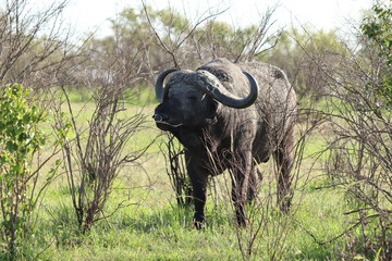 Obraz premium Cape buffalo in bushes, Masai Mara National Park, Kenya.