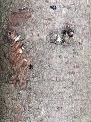 beautiful industrial background and texture of fir conifer bark with scratches