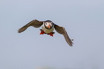 Atlantic Puffin flying at the Farne Islands in North Waest England in the United Kingdom
