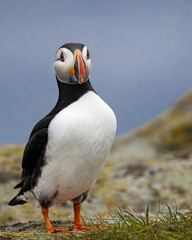 Puffiins