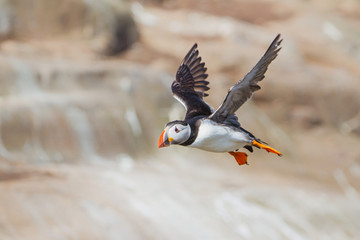Atlantic Puffin flying at the Farne Islands in North Waest England in the United Kingdom