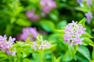 Purple flowers and leaf Summer background close up