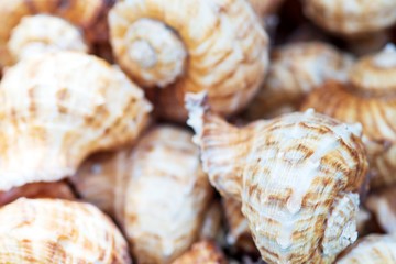group of Sea Shell background Texture close up