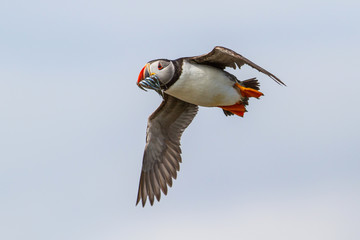 Atlantic Puffin flying with Sand Eel in his beak at the Farne Islands in North Waest England in the United Kingdom