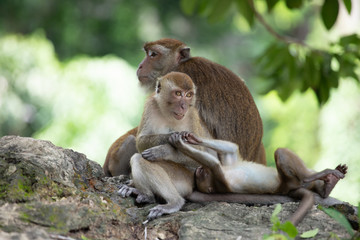 Macaque monkeys in the forest.