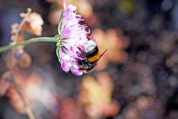 Bumblebee on a pink flower closeup