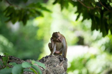 Macaque monkeys in the forest.