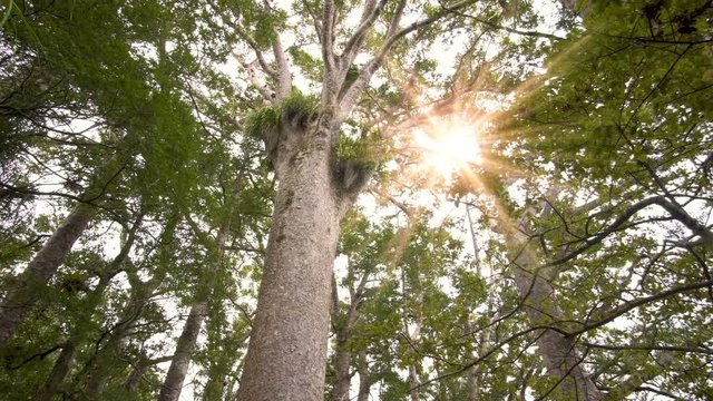Sunny light in fresh green forest in New Zealand nature park