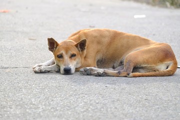 A brown white Thai dog sleeping on a road ground floor with pavement background in outdoor place