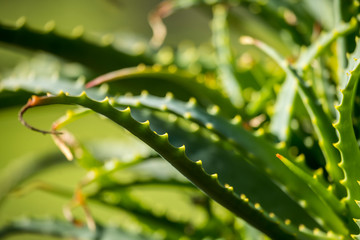 Close up image of an Aloe Vera Plant.