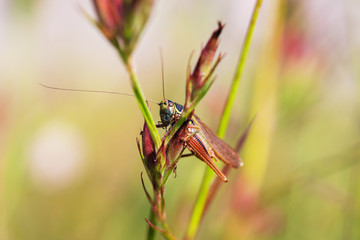 Grasshopper on sitting on a green blade closeup 