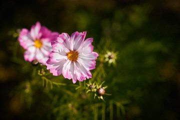Obraz premium Moody flowers of poppy, large red buds on dark green background