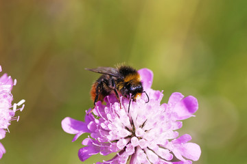 Bumblebee on a pink flower closeup