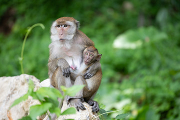 Macaque monkeys in the forest.