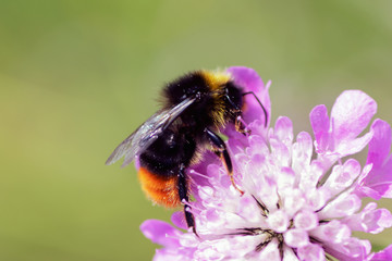 Bumblebee on a pink flower closeup