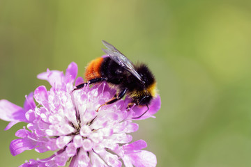 Bumblebee on a pink flower closeup