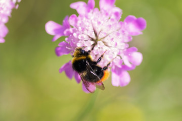 Fototapeta premium Bumblebee on a pink flower closeup
