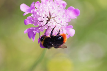 Bumblebee on a pink flower closeup
