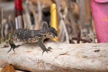 Asian water monitor, Thailand.