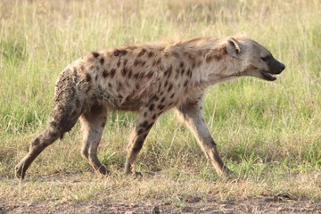 Naklejka na ściany i meble Spotted hyena walking, Masai Mara National Park, Kenya.